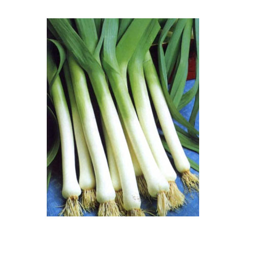 조선대파 1단-Big green onion